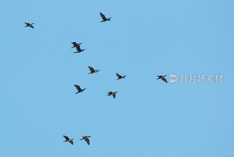 会飞的大鸬鹚(Phalacrocorax carbo)